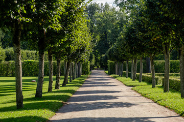 Poster - Pathway lined with trees leading to the Great Catherine Palace in Russia during a sunny day