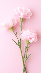 Aufkleber - Three pink carnation flowers with green stems lying on a pink background create a delicate and romantic scene