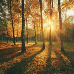 Wall Mural - sunny autumn day in the forest