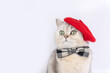 © Natasha  - Charming grey cat wearing red beret and plaid bow tie against white background
