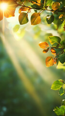 Poster - Sunlight filtering through verdant foliage, casting soft golden hues and illuminating lush green landscape with natural radiance