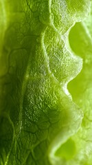 Poster - Backlit vibrant green lettuce leaf reveals its complex cellular structure and delicate texture, creating an abstract natural pattern with captivating details
