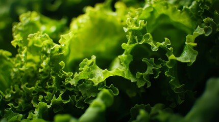 Poster - Close-up view of vibrant green lettuce leaves growing in a garden, highlighting their rich texture, delicate curves, and interplay of light and shadow