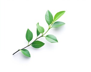 Poster - Delicate green plant branch with fresh leaves on a clean white background highlighting simplicity and elegance : Generative AI