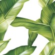 © Chaikit - expansive banana leaf design, meticulous botanical details, rich tropical greens, bright white foundation, flowing organic pattern, natural leaf movement, detailed stem structure, elegant plant