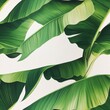 © Chaikit - expansive banana leaf design, meticulous botanical details, rich tropical greens, bright white foundation, flowing organic pattern, natural leaf movement, detailed stem structure, elegant plant