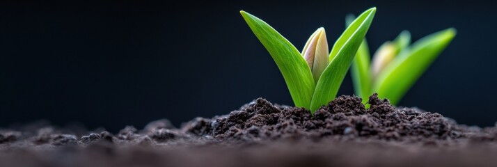 Aufkleber - Regenerative Agriculture Breakthrough Emerging Green Seedling in Rich Soil - Sustainable Growth Visualization for Climate Innovation and Eco-Entrepreneurship