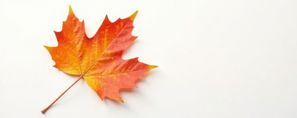 single leaf of maple tree on white background, leaves, autumn, trees