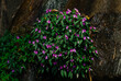 © Mahananda - wild flowers on rocky hills