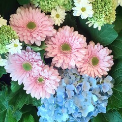 Poster - Beautiful Floral Arrangement with Pink Gerbera Daisies, White Daisies, Blue Hydrangeas, and Green Floral Accents on a Vibrant Background