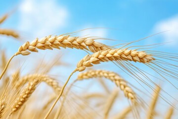 Poster - A close-up shot of a bunch of wheat in a sunny field
