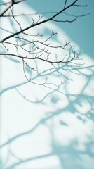 Poster - Soft light blue surrounds the delicate interplay of bare branches casting shadows on a gentle backdrop, creating a tranquil atmosphere filled with simplicity and grace