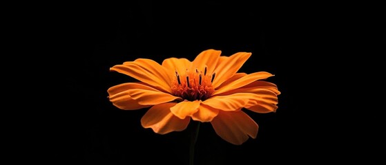 Poster - A single orange flower sits on a black background, making it stand out
