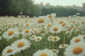 Poster - Field of white and yellow flowers with trees in the background