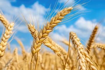 Aufkleber - A field of golden wheat under a clear blue sky