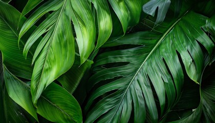 vibrant green leaves create a captivating natural background showcasing the lush beauty and intricate textures of tropical foliage