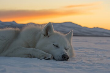 Aufkleber - Sleeping white dog rests peacefully on snow during a stunning sunset in a serene winter landscape