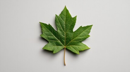 Poster - Fresh green leaf placed elegantly on a clean white background showcasing nature's beauty and simplicity