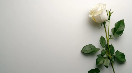 Poster - Stunning isolated white rose displaying petals in full bloom against a clean white background for artistic purposes