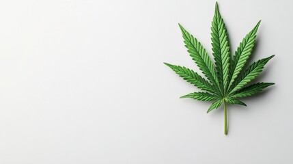 Poster - Isolated marijuana leaf on a pristine white background showcasing its intricate details and unique shape for artistic purposes