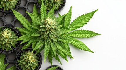 Poster - lush green marijuana plant with vibrant leaves showcasing natural beauty in a photo realistic presen