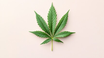 Poster - Stunning marijuana leaf displayed on a soft pink background for a unique and creative visual experience in nature photography