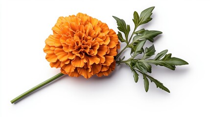 Poster - Vibrant orange marigold flower isolated on a bright white background capturing nature's beauty and elegance in detail