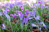 Early flowering Crocus tommasinianus Whitewell purple in bloom