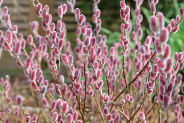 Wall Mural - The red furry catkins of Salix gracilistyla, Korean Willow,  ‘Mount Aso’ .