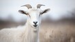 © kirania - A beautiful white goat standing in a field of dry grass