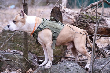 Poster - A dog standing on a rocky outcropping in a wooded area, possibly lost or looking out at something.