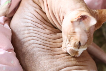Aufkleber - A cat is sleeping on a bed with a soft blanket and pillows.