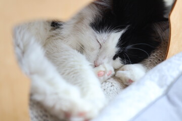 Aufkleber - A black and white cat rests peacefully in a woven basket, surrounded by soft shadows.