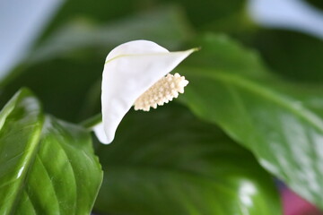 Poster - A close-up shot of a white flower with green leaves, perfect for botanical or nature-themed uses.