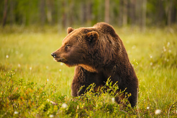 Wall Mural - european brown bear (ursos arctos arctos); close-up of big male in swamp, central finland