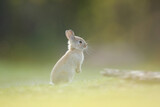Królik europejski, królik dziki (Oryctolagus cuniculus), rabbit