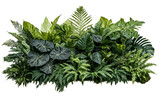 Lush arrangement of various green plants and ferns creating a dense foliage backdrop, showing different leaf shapes and textures against white background