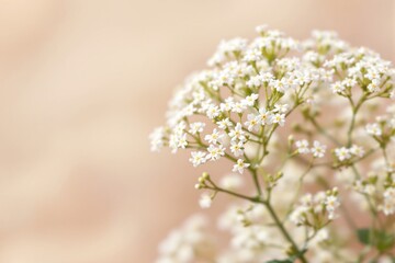 Poster - White flowers on a soft beige background.