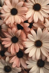 Poster - Beautiful Soft Pink and White Daisy Flowers Over a Dark Background in a Stunning Floral Arrangement for Nature and Aesthetic Photography Use