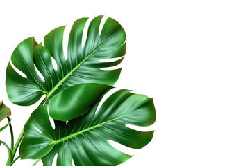 Poster - Green monstera leaves isolated on white background, closeup view. Botanical element for design, nature concept. Ai generative