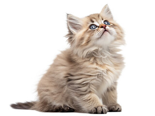  Cute golden British Longhair cat kitten, sitting side ways. Looking at lens with big green eyes. Isolated on white background PNG. AI Generated 