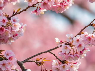 Poster - A close-up of cherry blossoms in full bloom, with a soft focus that creates a dreamy atmosphere. The flowers are a vibrant pink, and the background is slightly blurred, emphasizing the beauty of the b
