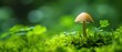 © DSimage - A small mushroom grows on lush moss in a serene forest setting.