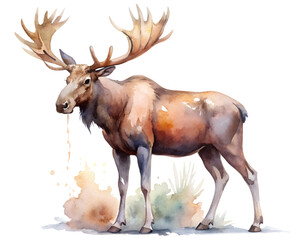 Wall Mural - deer on white background