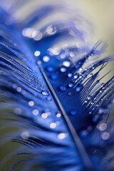 Poster - Close-Up of Vibrant Blue Feather with Dew Drops Glimmering in Soft Light