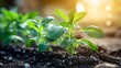 © Anuson - Young plant growing strongly in rich brown dirt symbolizing the foundation of plant genetics and agricultural growth