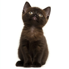 Naklejka na meble playful Burmese kitten sitting with attentive expression