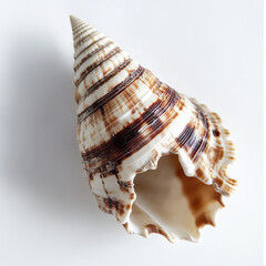 Wall Mural - brown and white spiral shell on white background