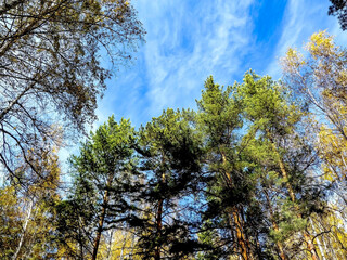 Wall Mural - Autumn forest landscape in the early morning