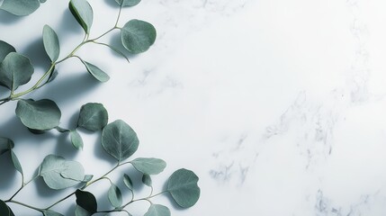 Poster - Eucalyptus Elegance: Delicate eucalyptus branches with soft, rounded leaves grace a textured background. creating a sense of serene and natural beauty.